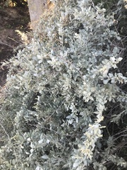 Atriplex halimus