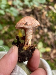 Cortinarius bolaris