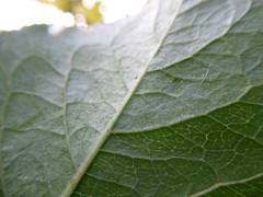 Euonymus atropurpureus