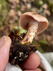 Cortinarius bolaris