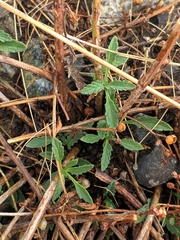 Scrophularia rupestris