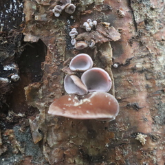 Auricularia nigricans