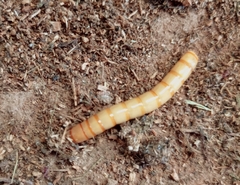 Tenebrio molitor