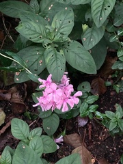 Phlox paniculata