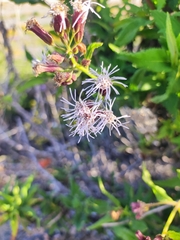 Aristeguietia salvia