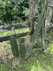 Cereus hexagonus