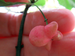 Euonymus atropurpureus
