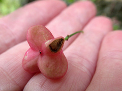 Euonymus atropurpureus