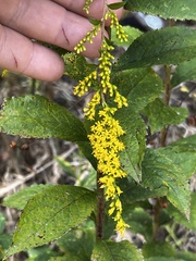 Solidago rugosa
