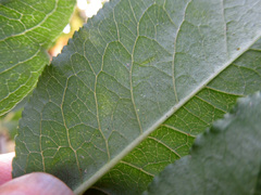 Euonymus atropurpureus