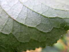 Euonymus atropurpureus