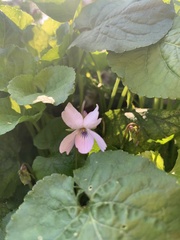 Viola cunninghamii