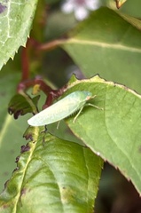 Rugosana querci