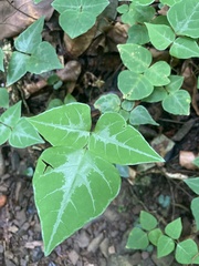 Desmodium wydlerianum