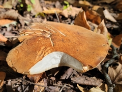 Polyporus