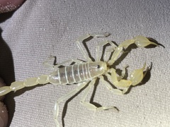 Paruroctonus baergi