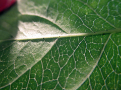 Euonymus atropurpureus