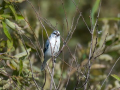 Cyanistes cyanus