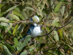 Cyanistes cyanus