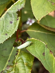 Rugosana querci