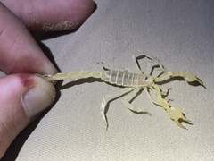 Paruroctonus baergi