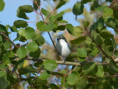 Cyanistes cyanus