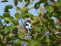Cyanistes cyanus