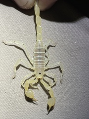Paruroctonus baergi
