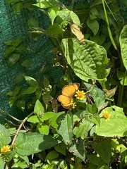 Tegosa