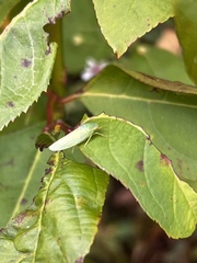 Rugosana querci