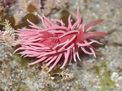 Okenia rosacea
