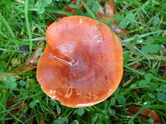 Lactarius rufus