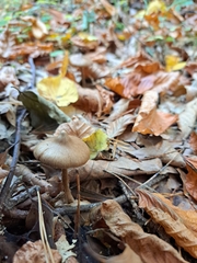 Collybiopsis peronata