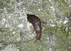 Limax conemenosi