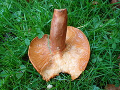 Lactarius rufus