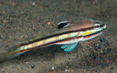 Valenciennea helsdingenii