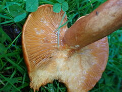 Lactarius rufus