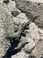 Sceloporus mucronatus