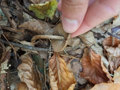 Collybiopsis peronata