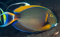 Acanthurus bariene