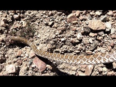 Arizona elegans