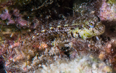 Glyptoparus delicatulus