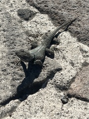 Sceloporus mucronatus