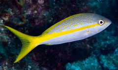 Ocyurus chrysurus