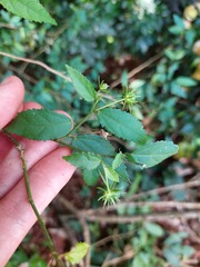 Pavonia sepium