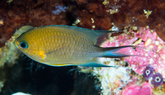 Pycnochromis amboinensis