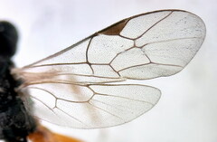 Isadelphus coriarius