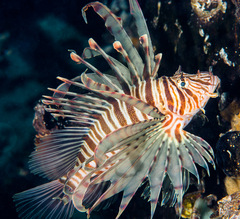 Pterois russelii