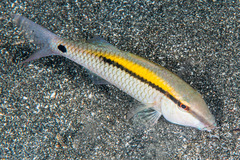 Parupeneus barberinus