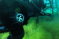 Craspedacusta sowerbii